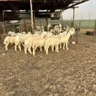 طليان حرية