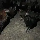 دجاج وديكه للبيع