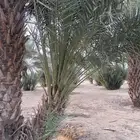 نخل - جثيث