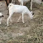 جفره عمرها 7 شهور المخواة