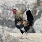 ديك عربي أفرق مقبع فاخر