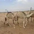 3قعدان وبكره طايشه شحم للبيع