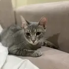 قطه شيرازي للبيع