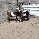 خمس تيوس كفو مغلقه شحم