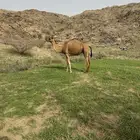 ناقة ام ثالث حمرا