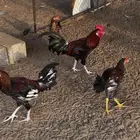 دجاج بلدي