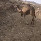بكره للبيع