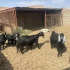 بيع معزا عوارض طيبه