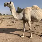 للبيع خفوت وضحى مسحوب حشيها اليوم