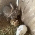 ارنب للبيع معه عياله 4