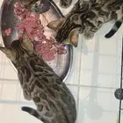 Bengal kitten for sale