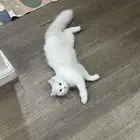 قطط