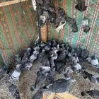 حمام بلدي سوادي قوووي
