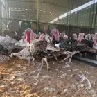 رومي بياض