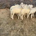 طليان تربية