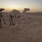 ناقه للبيع