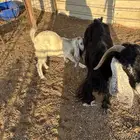 للبيع عنز عارضية و جفره