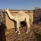 بكرة طايشة عمرها 6 شهور