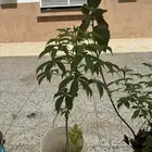 لأهل جدة فرصة حبحبوا شجرة متوسطة