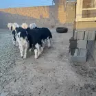 طليان نجد طيبة