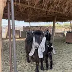 عنز تحتها جفره