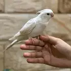 كروان البينو عيون حمر