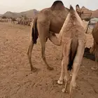 قعودين كفو عمارها حول 6 شهور الموقع يهرة شرق الحمضة