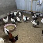 ديوك للبيع
