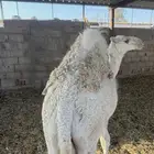 قعود بنص او ربع