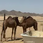 2 قعدان للبيع