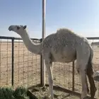 بكره عمرها سنه لا تعاني من اي مرض