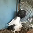 للبيع زوج نفاخ مسوبع فاااخر