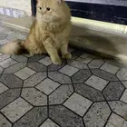 لبيع قط ذكر معه جميع اغراضه موقع عفيف