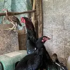 دجاج شامو الماني للبيع