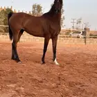 فرس واهو فاخرة بنت مستر ايمج للبيع