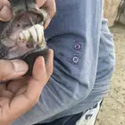 فحل السن سديس مطلع المسوي