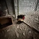 دجاج جابانيز مسحب بيور