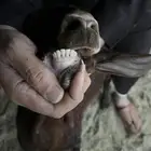 تيس كفو جذع