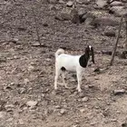 جفره للبيع