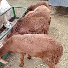 برابر جمله تيوس جمله وسواكن مرباه للأعراس والمناسبات