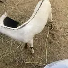خبشه ذبيحه للبيع