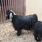 فحل تيس عارضي