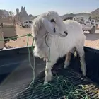 طلي جذع يأهل الزين والصنف