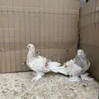 مفتل ( كيرلي )