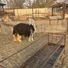 رباع نجديه صنف معها رخلين