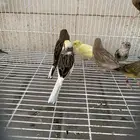 مجموعة كناري ذكور جاهزة