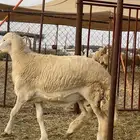 مشروع فحل صنف الصنف تم البيع