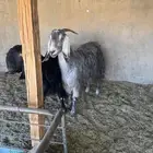 عنزين مشاريك خصم حصيب قريبات ولاد