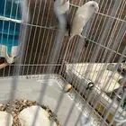 زوج روز منتج شي فاخر للي بيجهز للموسم