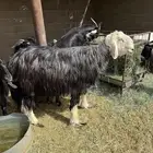 فحل نجدي كفو